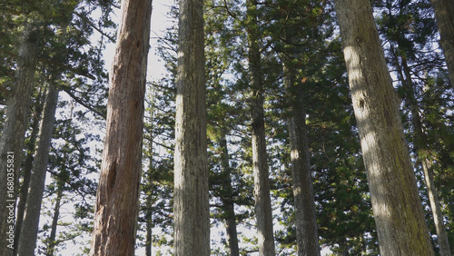 高野山（紅葉,自然,4K）