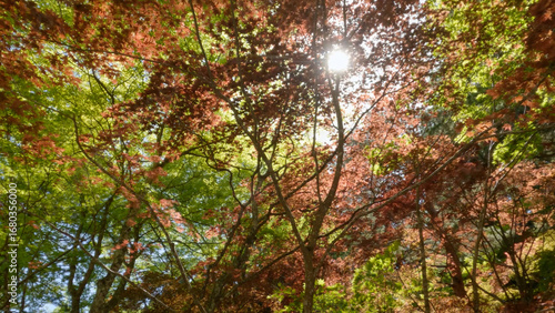 高野山（紅葉,自然,4K）