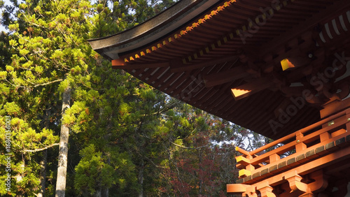 高野山（紅葉,自然,4K）
