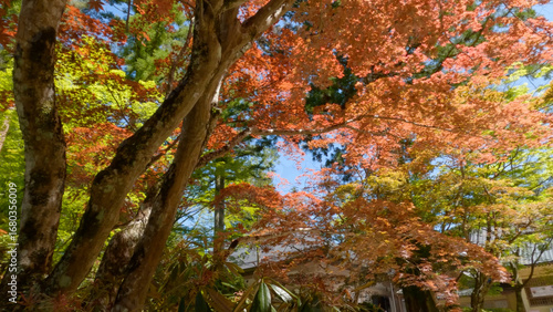 高野山（紅葉,自然,4K）