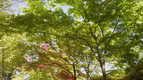 高野山（紅葉,自然,4K）