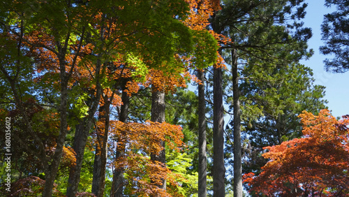高野山（紅葉,自然,4K）