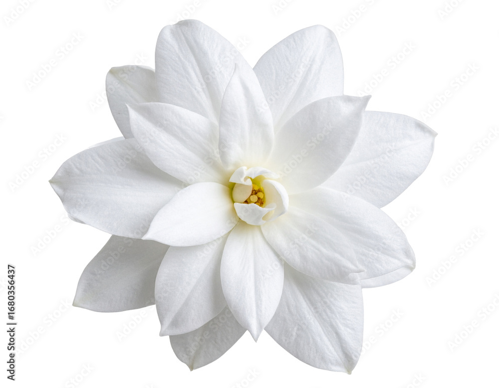 Fototapeta premium Close-Up of White Stephanotis Flower, Isolated.