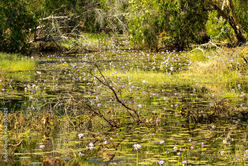Bild auf Leinwand Magnificent flowering water lillies at a waterhole, Western Australia