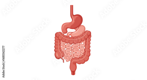 Anatomical Illustration of the Human Digestive System with Major Organs Clearly Depicted for Medical Study and Educational Materials