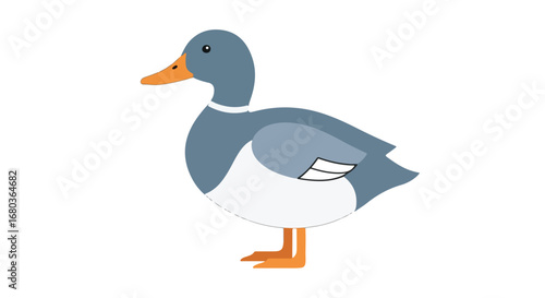 Stylized Mallard Duck Illustration with Flat Design and Clean Lines for Children's Educational Resources