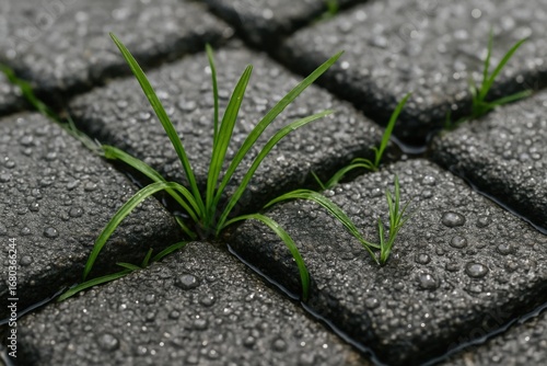Macro shot of raindrops on permeable paving blocks with green grass sprouts, highlighting eco-friendly urban design and sustainable infrastructure.