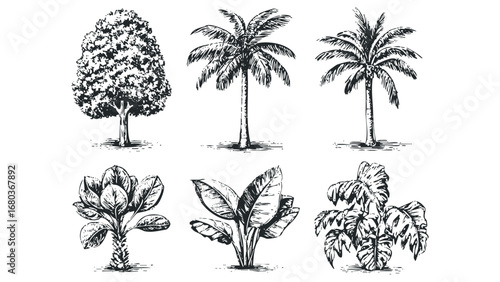Vintage Hand Drawn Tropical and Deciduous Trees Collection. Vector hand drawn illustration