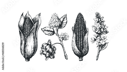Engaging black and white drawing of corn cobs and flowering sprigs isolated on a white background. Vector hand drawn illustration