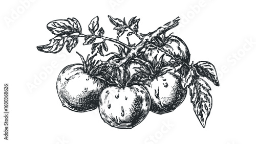Monochromatic sketch of ripe tomatoes on a vine with leaves. Vector hand drawn illustration