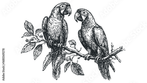 Two macaws perched on a branch with leaves and berries in a detailed sketch. Vector hand drawn illustration