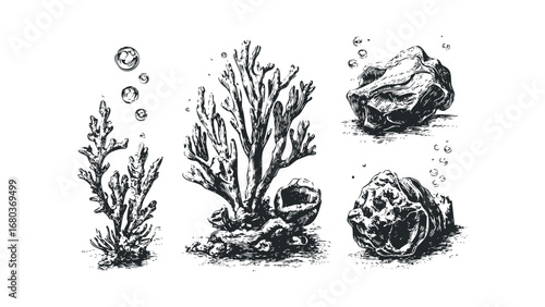 Collection of Hand Drawn Underwater Flora and Rocks. Vector hand drawn illustration