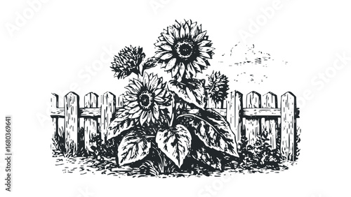 Wood picket fence with blooming sunflowers and foliage. Vector hand drawn illustration