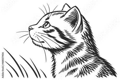 American Shorthair Cat Etching Style Sketch