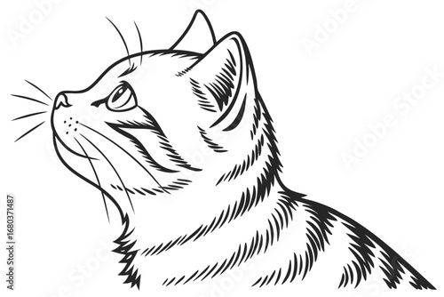 Detailed Line Drawing of American Shorthair Cat