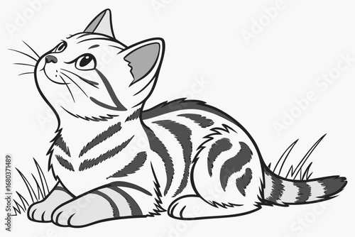 Hand Drawn American Shorthair Cat Illustration