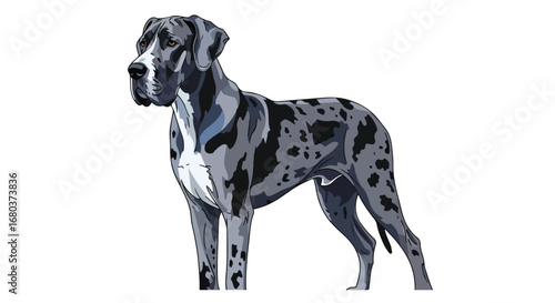 A Majestic Great Dane Standing Tall, showcasing its distinctive merle coat pattern in a vector illustration