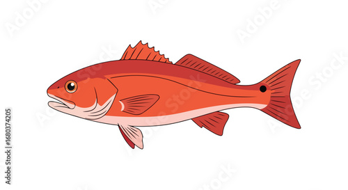 Vibrant depiction of a solitary redfish, illustrated with precision on a stark white backdrop suitable for many uses