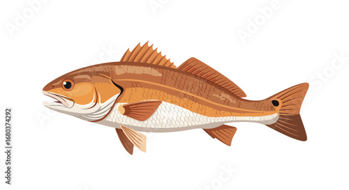 Detailed illustration of a red drum fish, showcasing its distinctive features and natural coloration, perfect for educational materials and fishing