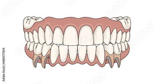 Dental depiction showcasing elongated canines and a full set of teeth, highlighting characteristics 62 characters, dental hygiene and anatomy, with