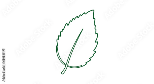 Botanical illustration showcasing a solitary green leaf with serrated edges against a pristine white background minimal graphic