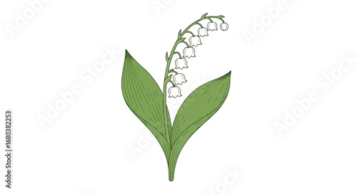Delicate botanical illustration of lily of the valley with detailed leaves and bell shaped florets on a stark white background