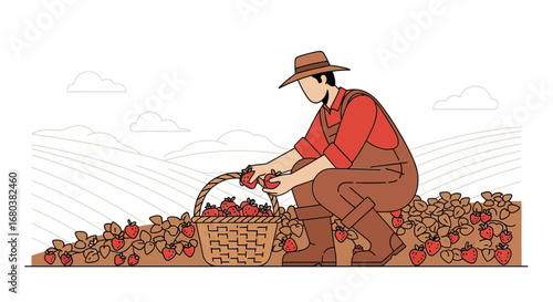 Strawberries Harvest: An Illustration Of Agricultural Endeavor And Farm Life, Fresh From Fields