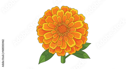 Digitally drawn zinnia exhibiting vibrant orange and yellow hues and precise linework, against a plain, crisp white canvas that highlights its