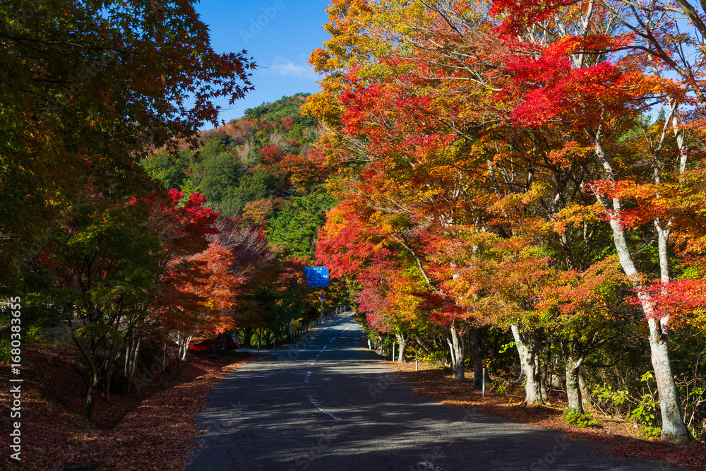 Naklejka premium 日本の風景・秋 香川県小豆島 紅葉の寒霞渓