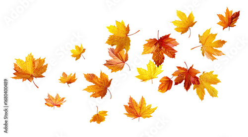Falling autumn leaves in various shades of orange and gold, against a black background.  A graphic design