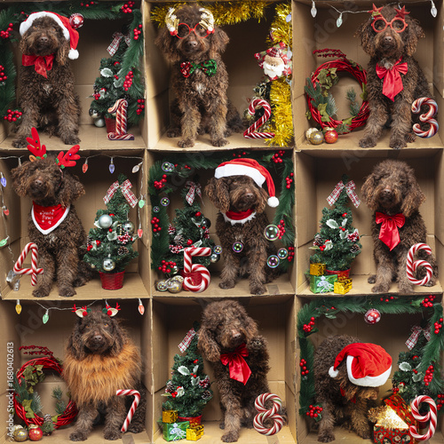 Photography Nine dogs wearing christmas costumes inside cardboard boxes forming an advent ca