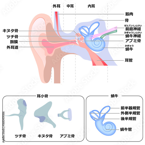 耳の構造