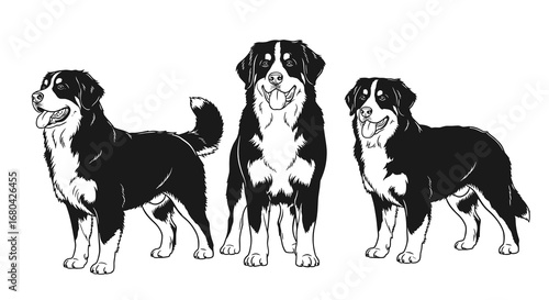 Three Bernese Mountain Dogs in cheerful mood posing together in black and white illustration