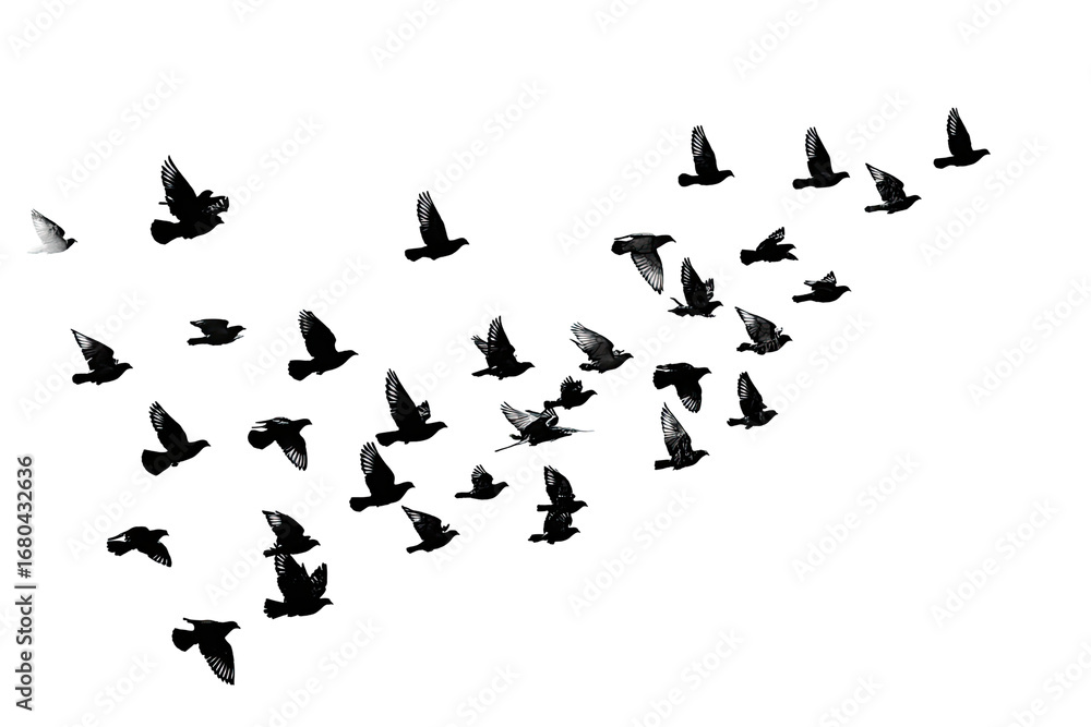 Naklejka premium A scattering of small, light-gray shapes, resembling birds or particles, against a black backdrop. They form a loose, asymmetrical, fanning pattern