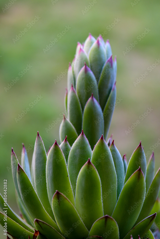 Obraz premium Stem of Echeveria Lilacina in a garden