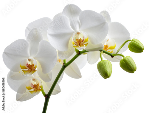 Elegant White Orchid Stem with Blossoms, Minimal Botanical Isolated on Transparent Background  (3)