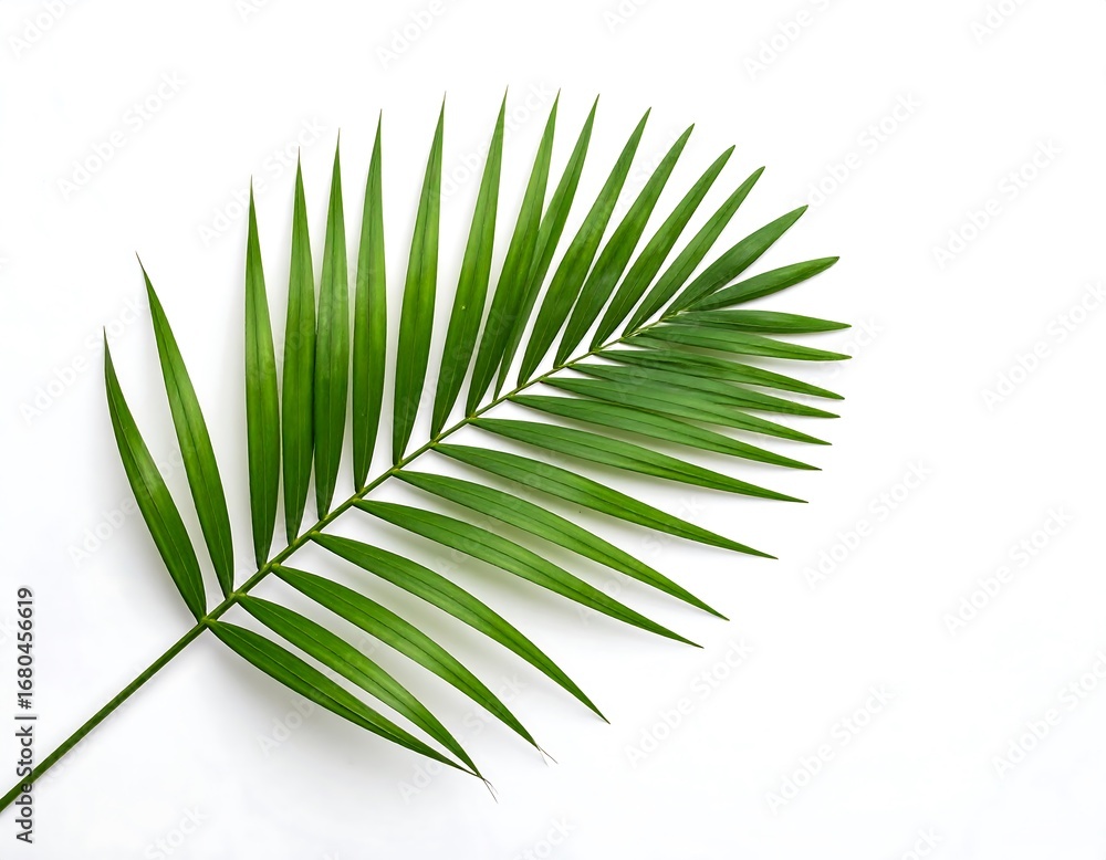 Fototapeta premium A vibrant palm frond against a white background