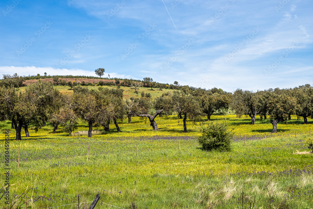 Fototapeta premium Cork Oak forest at Hortas de Baixo near Arronches, Alentejo, Portugal.