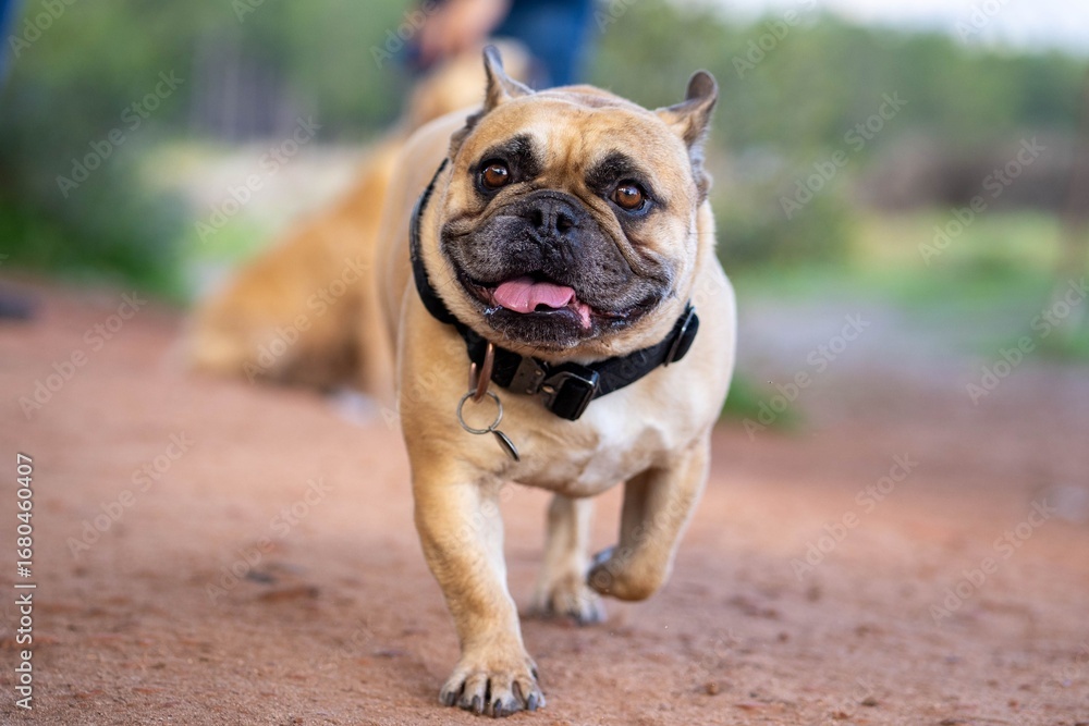 Fototapeta premium Joyful French Bulldog Running in Park
