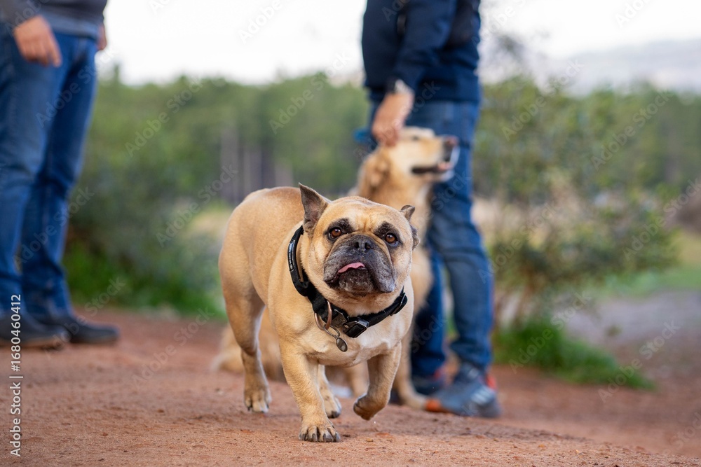 Obraz premium French Bulldog on a Dirt Path Outdoors