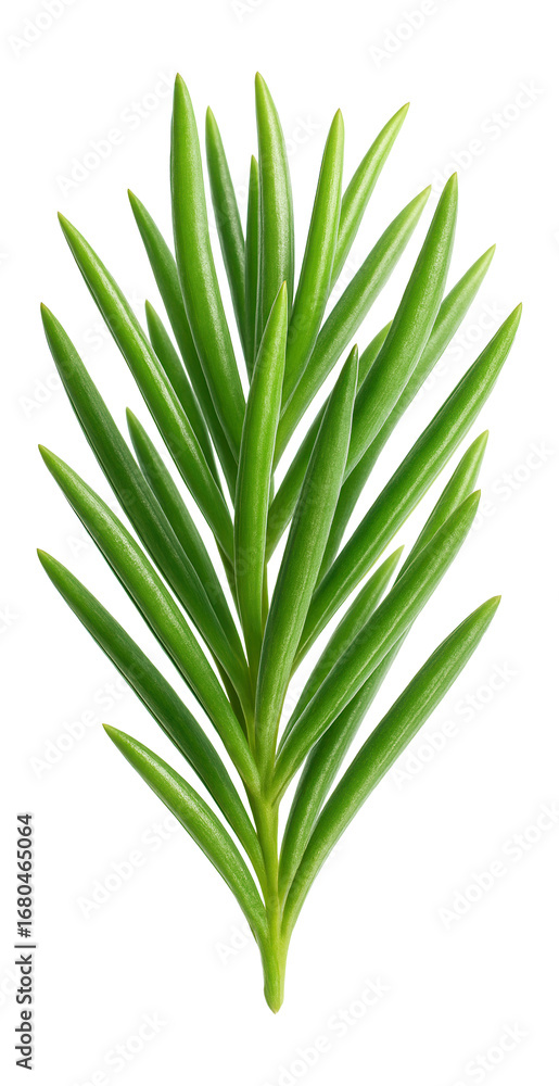 Fototapeta premium Cluster of narrow, needle-like succulent leaves