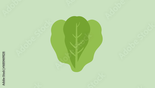 Fresh green lettuce head with prominent central vein and two side leaves