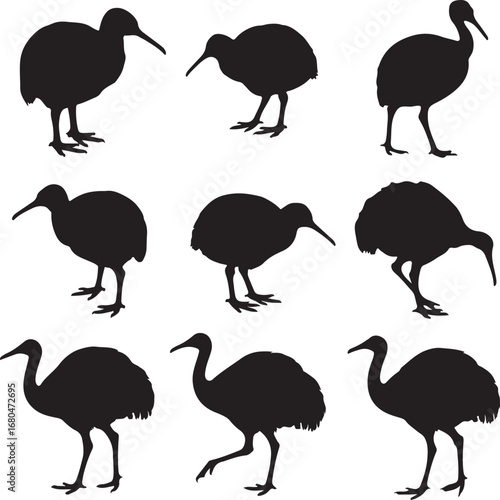Black silhouettes of flightless birds kiwi white