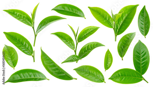 Green tea leaves on a white background
