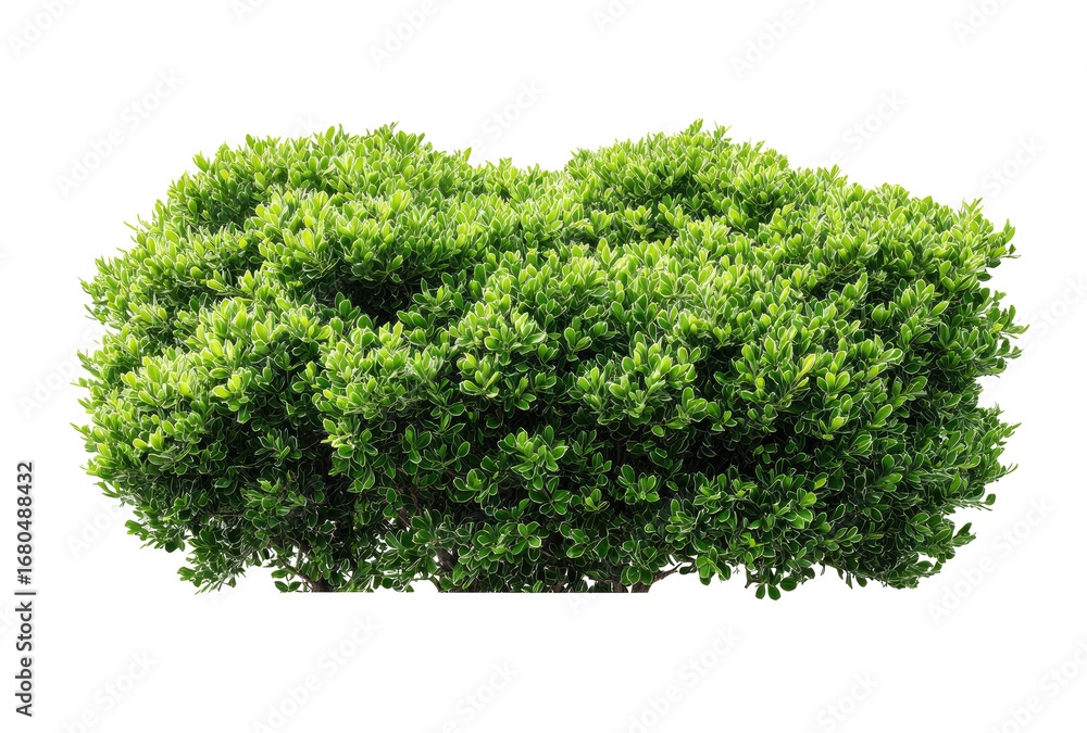 Fototapeta premium Lush green shrubbery cluster, dense foliage