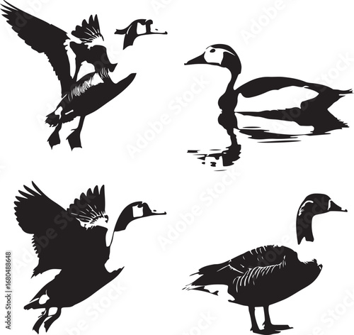 Geese flying swimming standing birds