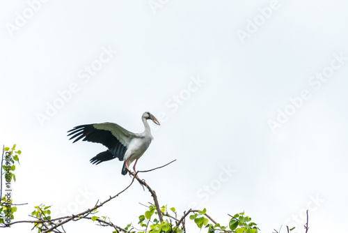 Canvas Print Asian openbill have to fly from tree branch