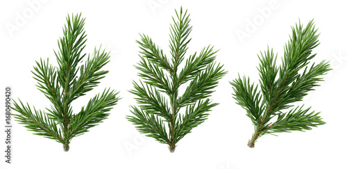 Three sprigs of pine needles