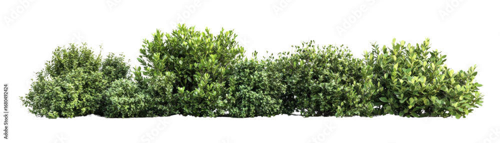 Obraz premium Lush Green Bushes and Shrubs, Decorative Garden Design, on isolated Background