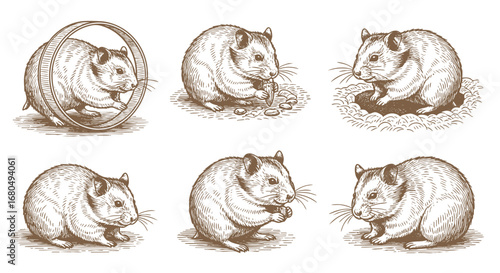 hamster vector illustration